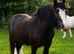 Beautiful HW Traditional Blagdon Cob Mare - *Project/Brood/Companion*