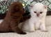 Absolutely stunning full pedigree GCCF BSH kittens
