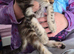 8 week old female kittens