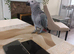 8 months African grey + cage
