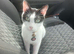 Male cat