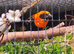 Rare pair of Orange bishop weaver finches