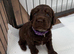 Beautiful working cocker spaniel puppies