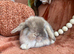 Mini lop babies