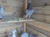Babies racing pigeons for sale.