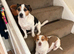 Pure Bread Jack Russell Pups ,