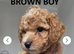 READY TO RESERVE - CAVAPOOCHON LITTER