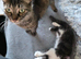 Maine coon bengal cross