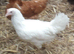 White egg layers 16to18 weeks old