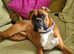 Boxer stud
