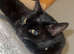 Male cat