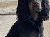 Kc cocker spaniels boys only 17 dna health tested