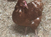Warrens for sale just started to lay