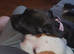 American bulldog cross