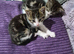 3 beautiful kittens