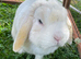 Male Mini Lop 2 Years Old