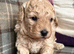 Stunning Cavapoochon puppies
