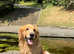 Stud dog