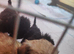 10 week old Chihuahua x shihpoo puppies