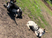 Hi I have to donkeys for sale