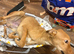 Young male lurcher