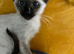 Female Siamese kitten