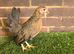 Serama Pullets