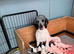 Premium Rare F1 Sproodle Pups – Champion Lines
