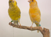 2 pair of canary’s fit and healthy
