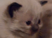 Gorgeous ragdoll kittens