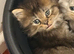 Male Kitten British Longhair