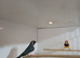 Hen gouldian finch