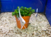 Platinum Angelfish (Pterophyllum scalare)