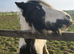 Gypsy cob for sale
