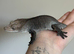 Visual axanthic female crested gecko