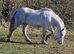 Cob x Dartmoor Stocky Gelding