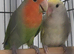2 lovebird