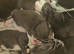 Mixed litter for urgent sale