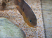 3 topaz cichlids