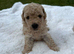 Asian extra Mini maltipoo ready to go(3 left