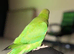Indian ringneck Parrot baby
