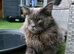 Stud cat available for use