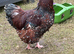Jubilee Orpington Hatching eggs