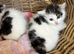 Kittens available ready to go now