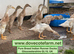PURE BREED APRICOT INDIAN RUNNER DUCKLINGS, DUCKS AND DRAKES