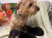 K.C. Registered Norfolk terrier