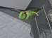 Indian Ringneck parrot