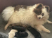 HANDSOME SABLE KLEIN SPITZ DOG PUPPY. K.C.