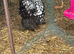 Breeding pair of silver laced wyandotte