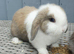 Beautiful baby mini lops